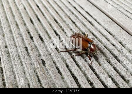 Punaise brune sur le sol gris nervuré. Animaux et insectes dans la nature Banque D'Images