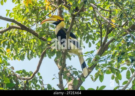 Grand charme Buceros bicornis perchoir femelle sur un arbre Banque D'Images