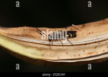 Une guêpe de chasseur assise dans le jardin sur un ladyfinger sec, inde. Banque D'Images
