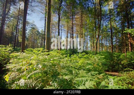 pins avec fougères sur le sol de la forêt avec lumineux lumière du soleil et ombres Banque D'Images