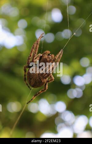 Une grande araignée marron se colle à un fil d'araignée web avec bokeh en arrière-plan Banque D'Images