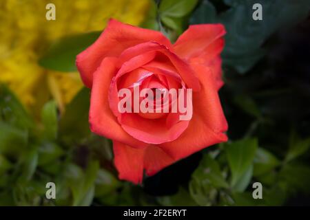 Single Red tea rose en fleur.photo est un gros plan en regardant vers le bas sur la fleur Banque D'Images
