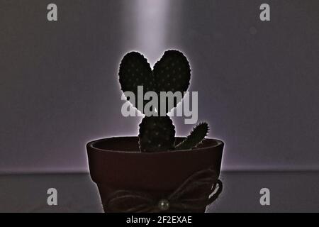 Ce petit arbre de cactus avec trois feuilles debout dans la nuit sous condition de lumière de loi nous montre un look mignon. C'est dans un minuscule pot d'argile. Banque D'Images