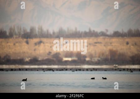 Kayak d'hiver sur le lac Issyk Kol au Kirghizistan Banque D'Images