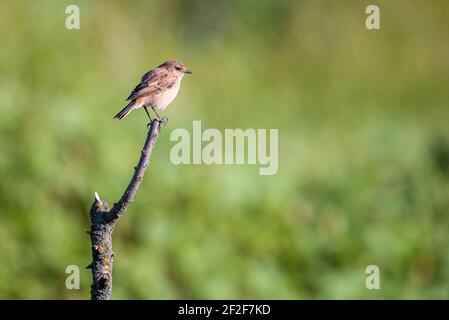 Whinchat ou Saxicola rubetra sur une branche dans l'habitat. Banque D'Images