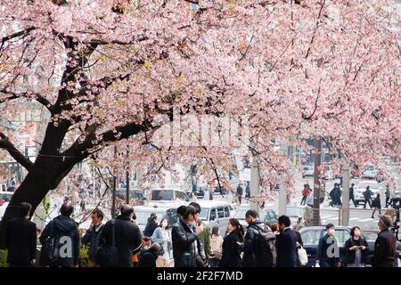 Les cerisiers en fleurs commencent à fleurir près du parc Ueno le 12 mars 2021, à Tokyo, au Japon. Pour réduire la propagation du nouveau coronavirus à Tokyo, les autorités locales ont mis les pylônes de la circulation à marcher dans une seule direction en maintenant la distance sociale entre les visiteurs avant la saison des cerisiers en fleurs dans la capitale. Selon la Japan Meteorological Corporation, la saison des cerisiers en fleurs à Tokyo devrait être à partir du 15 mars, 11 jours plus tôt que d'habitude. Credit: Rodrigo Reyes Marin/AFLO/Alay Live News Banque D'Images