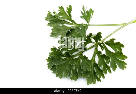 Branche de bois de millepertuis, Artemisia absinthium isolé sur fond blanc Banque D'Images