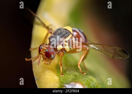 La macro photographie de guêpe imiter Fly on Leaf Banque D'Images