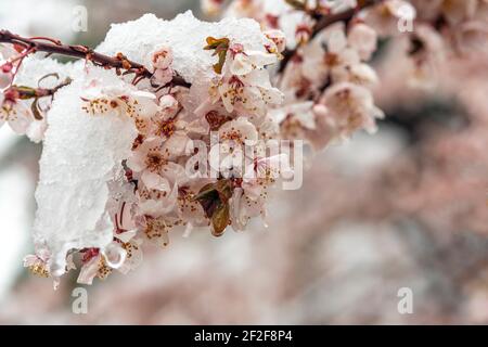 Les prunes fleurissent sous la neige d'une chute de neige soudaine en mars. Abruzzes, Italie, Europe Banque D'Images