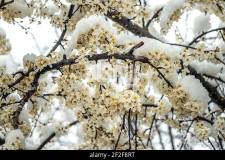 Les prunes fleurissent sous la neige d'une chute de neige soudaine en mars. Abruzzes, Italie, Europe Banque D'Images