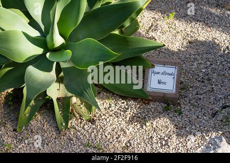 Un gros plan de la queue de bœuf (Agave attenuata) plante avec son nom sur la pierre dans la botanique jardin Banque D'Images