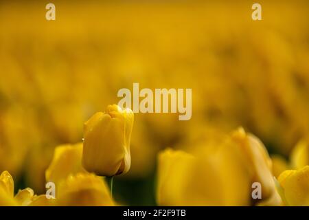 Vue sur les champs de tulipes colorés le matin, pays-Bas. Banque D'Images