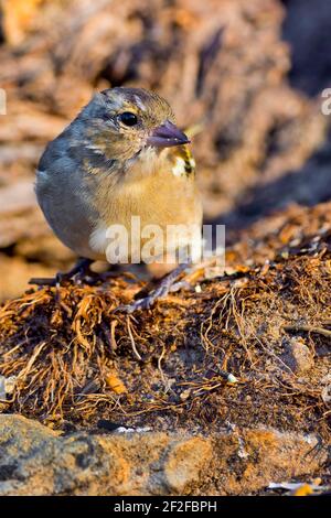 Chaffinch juvénile, Fringilla coelebs, Forêt méditerranéenne, Castille et Leon, Espagne, Europe Banque D'Images