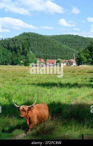 Seule vache à cornes marchant sur un pâturage d'herbe verte avec un petit village en arrière-plan. Élevage de bovins pour le lait et la viande. Banque D'Images