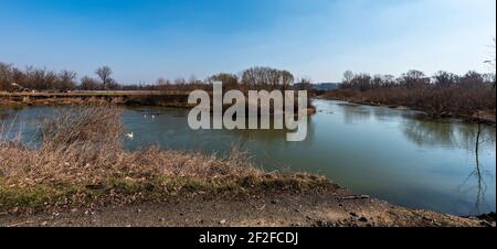 Rivière Odra méandre avec cygnes près de Polanka nad Odrou - Une partie de la ville d'Ostrava - en République tchèque au début jour de printemps Banque D'Images