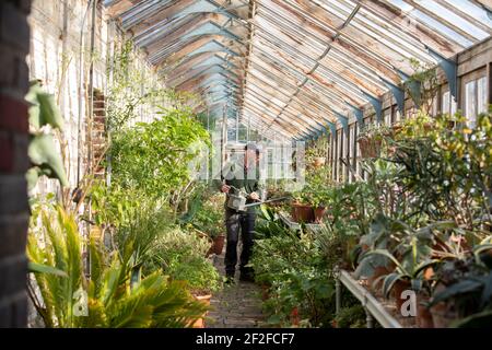 Chef jardinier, Andrew Humphra à Parham House and Gardens, arrose les pélargoniums dans la serre de teck édouardien à la demeure majestueuse de Pulborough Banque D'Images