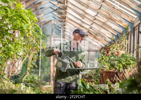 Chef jardinier, Andrew Humphpris à Parham House and Gardens, arrose les pélargoniums dans la serre de teck édouardienne prête pour le printemps, Pulborough, Royaume-Uni Banque D'Images