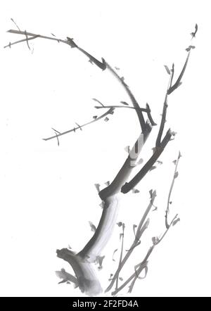 Peinture chinoise traditionnelle. Fleurs de cerisier sur la branche de l'arbre. Banque D'Images