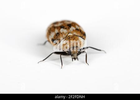 Coléoptère de tapis varié Anthrenus verbasci à la maison et à l'entreposage. La larve de ce coléoptère est un ravageur dans les produits de la peau. Banque D'Images