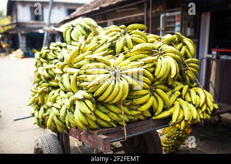 Grappes de bananes coupées à partir d'un arbre en vente sur le marché asiatique. Variétés de bananes, bazar de rue en Inde Banque D'Images