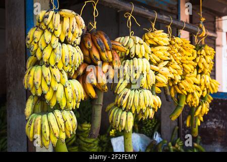 Grappes de bananes coupées à partir d'un arbre en vente sur le marché asiatique. Variétés de bananes, bazar de rue en Inde Banque D'Images