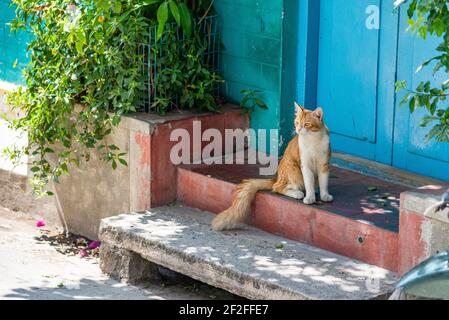 chat blanc-rouge devant une porte en bois bleu Banque D'Images