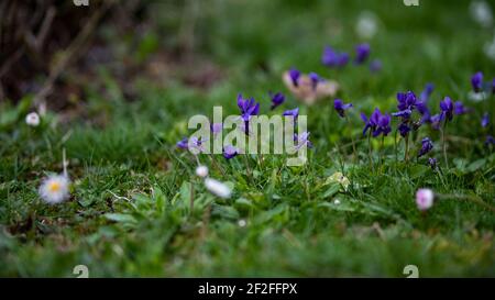 Violettes dans le jardin au printemps Banque D'Images