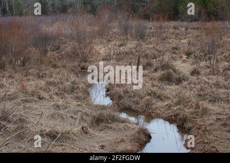 Un petit ruisseau traversant un marais dans une zone rurale Région de Géorgie Banque D'Images