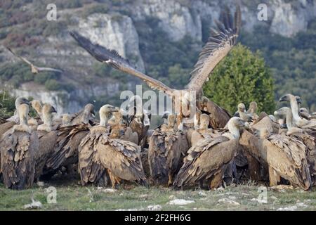 Griffon vautours - se nourrir d'un heepGyps fulvus réserve WWF - Refugio de Rapaces Segovia, Espagne BI008696 Banque D'Images