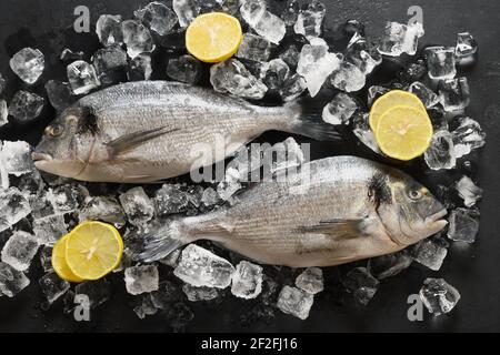 Poisson Dorado avec cube de glace et citron sur fond noir. Motif de poisson. Vue de dessus. Banque D'Images