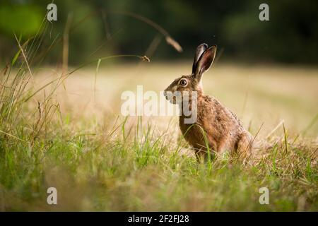 lapin sauvage sur l'herbe verte avec un arrière-plan magnifique Banque D'Images