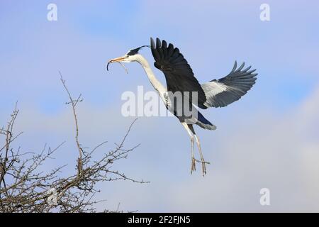 Héron gris - transport de bâtons sur le site de Nest Ardea cinerea Hertfordshire, Royaume-Uni BI009732 Banque D'Images