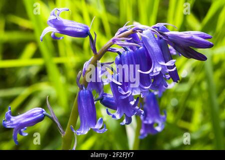 Gros plan des cloches (jacinthoides non-scripta) en pleine croissance dans le parc régional d'Alver Valley, Gosport, Hampshire, Angleterre, Royaume-Uni Banque D'Images