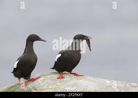 Guillemot noir - paire de courting avec poisson Cepphus grylle Mousa Island Shetland Islands, Royaume-Uni BI010302 Banque D'Images