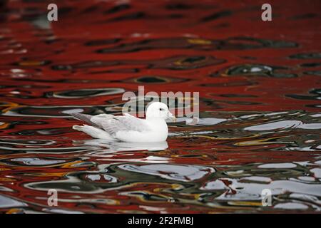 Fulmar - natation dans l'eau reflétant un bateau rouge Fulmarus glacialis Unst, Shetland, Royaume-Uni BI010583 Banque D'Images