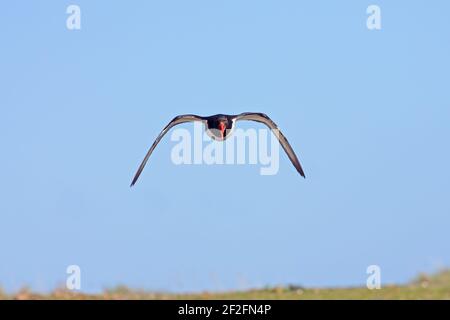 Oystercatcher - appel à FlightHaematopus ostralegus Yell, Shetland, Royaume-Uni BI010910 Banque D'Images