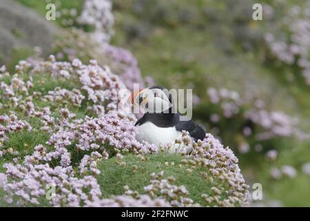 Puffin - avec thriftFratercula arctica Sumburgh Head Shetland Mainland, Royaume-Uni BI011191 Banque D'Images