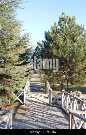 Petit pont en bois sur la rivière à l'intérieur des pins Banque D'Images