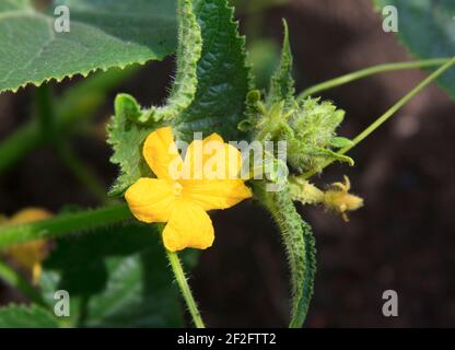 Fleur de concombre et ovaire des jeunes fruits. Une belle plante pousse sur le fond de la nature à l'extérieur. Lit de légumes dans le jardin Banque D'Images