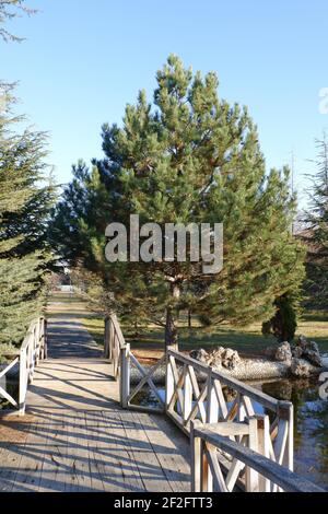 Petit pont en bois sur la rivière à l'intérieur des pins Banque D'Images