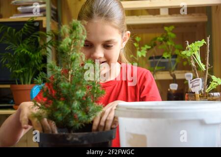 Une jeune fille plante une plantule d'épinette dans un pot, en arrière-plan sont des plantules de plantes de jardin Banque D'Images