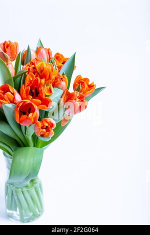 Bouquet de tulipes rouge-jaune sur fond blanc. Gros plan. Banque D'Images
