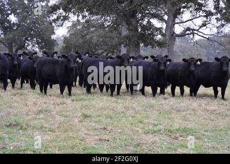 44 Farms, Cameron, Texas, États-Unis Banque D'Images
