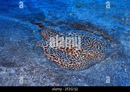 Marmorierter Torpedorochen auf Sandgrund, Gran Canaria, Kanarische Inseln, Atlantischer Ozean, Marbled torpedo ray (Grande Canarie, îles Canaries, Atla Banque D'Images