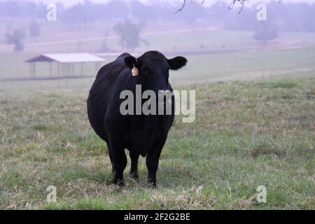 44 Farms, Cameron, Texas, États-Unis Banque D'Images