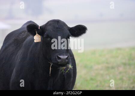 44 Farms, Cameron, Texas, États-Unis Banque D'Images