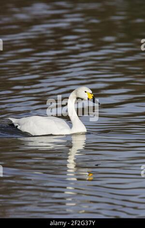 Bewick's Swan Olor columbianus bewickii WWT Slimbridge Gloucestershire, Royaume-Uni BI013152 Banque D'Images