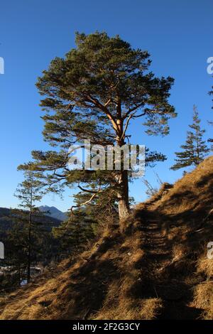 Randonnée à Rehbergalm près de Mittenwald, Europe, Bavière, haute-Bavière, Prealps, Alpes de Karwendel, montagnes de Karwendel, Vallée d'Isar, pin de montagne au soleil de l'après-midi, un fantastique sentier de randonnée mène vers le haut Banque D'Images