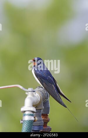 Hirondelle - sur Tapundo Hirrustica Finlande BI014618 Banque D'Images