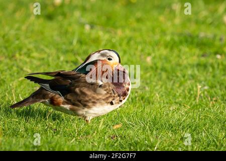 Un canard mandarin (Aix gerliculata) debout sur un pré vert par une journée ensoleillée en été (Vienne, Autriche) Banque D'Images